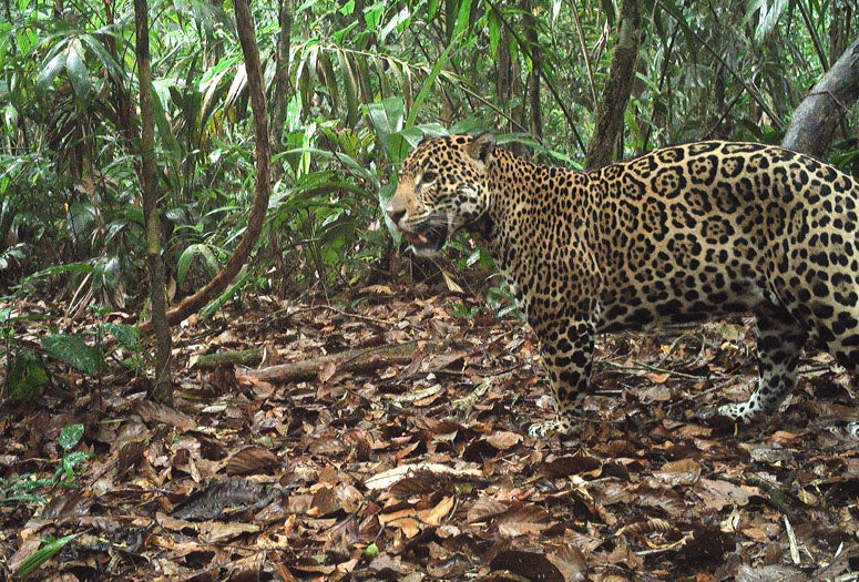 annies jaguar