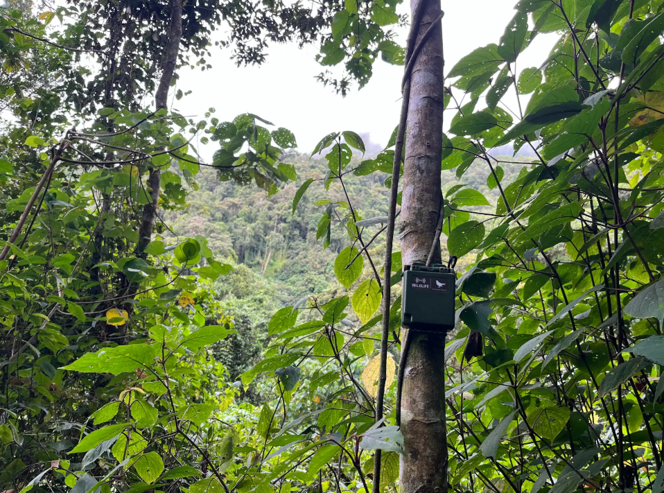 forest 